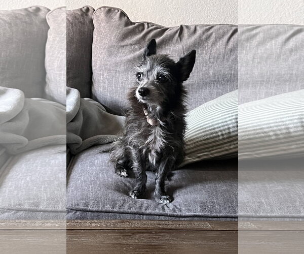 Medium Photo #2 Chihuahua-Unknown Mix Puppy For Sale in The Woodlands, TX, USA