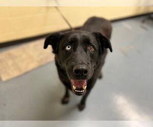 Labrador Retriever-Siberian Husky Mix Dogs for adoption in Denver, CO, USA
