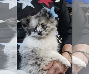 Pomeranian Puppy for sale in SPOTSYLVANIA, VA, USA