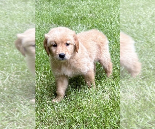 Medium Photo #3 Golden Retriever Puppy For Sale in FAIR HAVEN, MI, USA