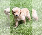 Small #2 Golden Retriever