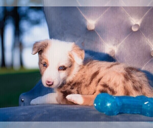Medium Photo #21 Border Collie Puppy For Sale in STRAFFORD, MO, USA