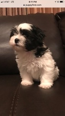 Hava-Apso-Unknown Mix Puppy for sale in SPRINGFIELD, MA, USA