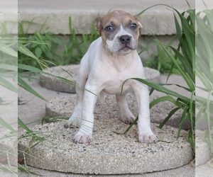 American Bully Puppy for sale in CHAMPAIGN, IL, USA