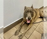 Small #18 Catahoula Leopard Dog-Labrador Retriever Mix