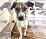 Small #2 Retriever  Mix
