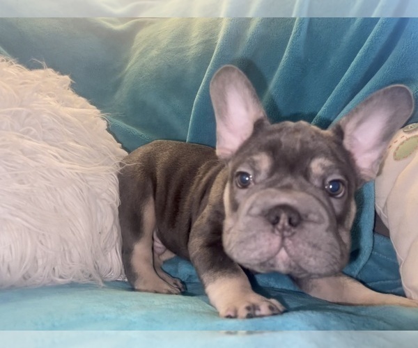 Medium Photo #45 French Bulldog Puppy For Sale in CHARLOTTESVILLE, VA, USA