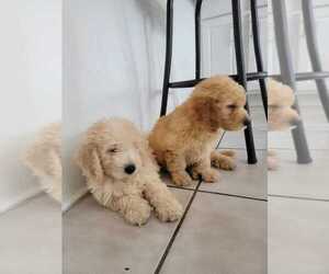 Goldendoodle (Miniature) Puppy for sale in TAMPA, FL, USA