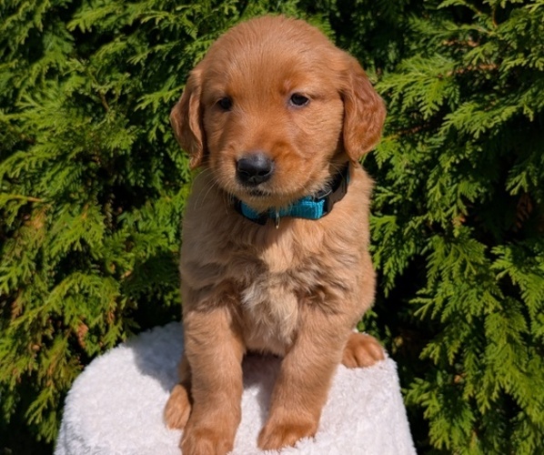 Medium Photo #36 Golden Retriever Puppy For Sale in GOSHEN, IN, USA