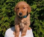 Puppy Zoey Golden Retriever