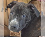 Small #5 American Staffordshire Terrier-Boxer Mix