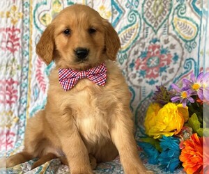 Golden Retriever Puppy for sale in LANCASTER, PA, USA