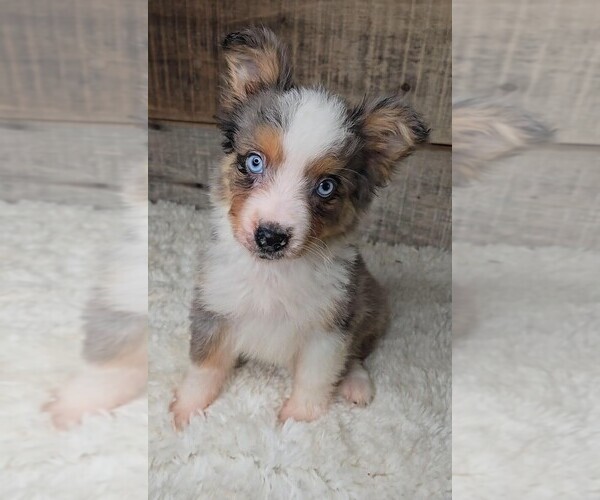Medium Photo #4 Miniature Australian Shepherd Puppy For Sale in JASONVILLE, IN, USA