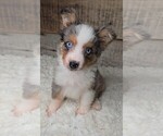 Small #3 Miniature Australian Shepherd