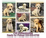 Small Photo #3 Goldendoodle Puppy For Sale in BATON ROUGE, LA, USA
