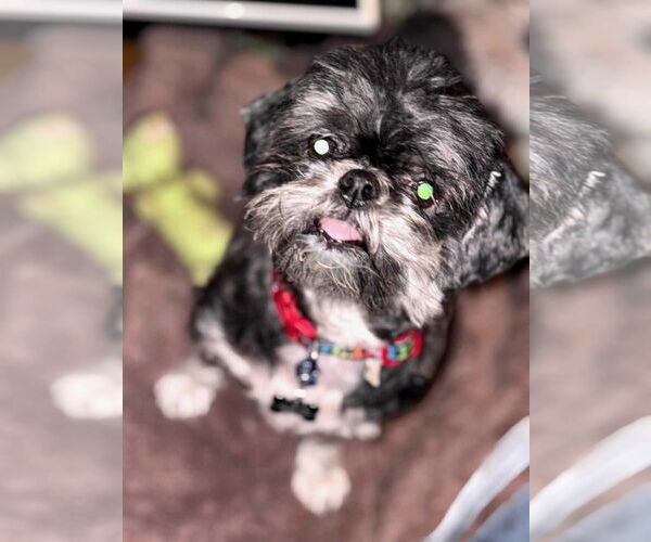 Medium Photo #1 Shih Tzu Puppy For Sale in Middlesex, NC, USA