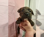 Puppy Tator Boxer-Chinese Shar-Pei Mix