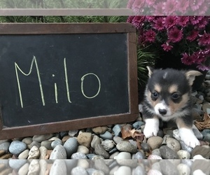 Pembroke Welsh Corgi Puppy for sale in ARCOLA, IL, USA