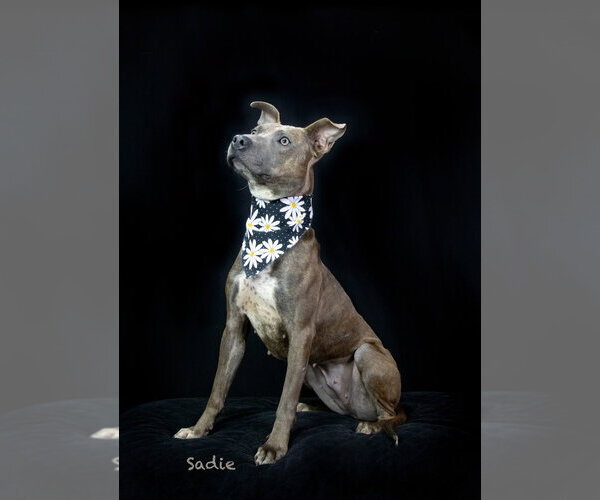 Medium Photo #2 Mutt Puppy For Sale in Hot Springs Village, AR, USA