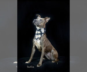 Sadie - Female Mutt Dog for Adoption - Photo #2