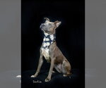 Small #1 Mutt