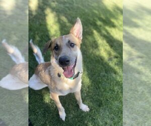 German Shepherd Dog-Red Heeler Mix Dogs for adoption in Chandler, AZ, USA