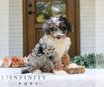 Small #1 Bernedoodle (Miniature)