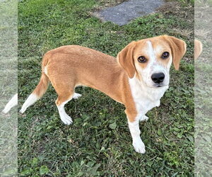 Aspen 2026 - Female Beagle-Unknown Mix Dog for Adoption - Photo #2