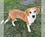 Small Photo #2 Beagle-Unknown Mix Puppy For Sale in Batavia, OH, USA