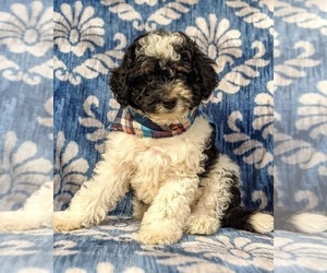 Poovanese Puppy for sale in PEACH BOTTOM, PA, USA