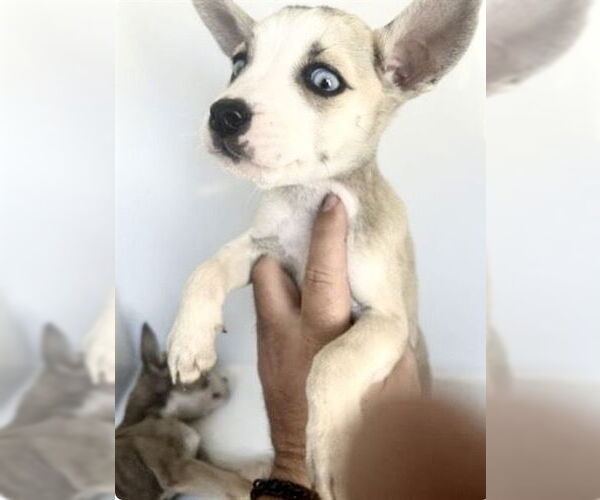 Medium Photo #1 Black Mouth Cur-Unknown Mix Puppy For Sale in Houston, TX, USA