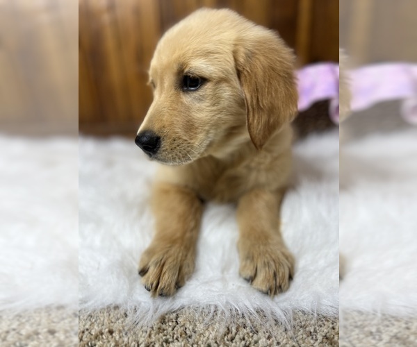 Medium Photo #1 Golden Retriever Puppy For Sale in NEOLA, WV, USA