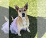 Small #1 German Shepherd Dog Mix