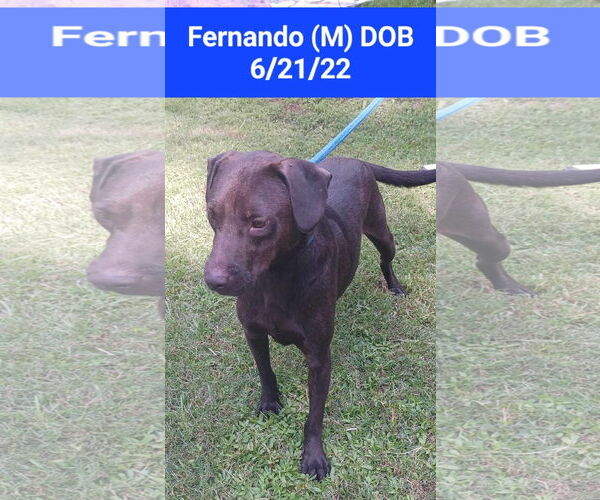 Medium Photo #7 Labrador Retriever-Unknown Mix Puppy For Sale in Farmerville, LA, USA