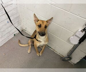 German Shepherd Dog-Unknown Mix Dogs for adoption in San Bernardino, CA, USA