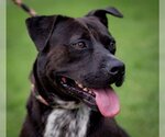 Small Photo #1  Puppy For Sale in , 