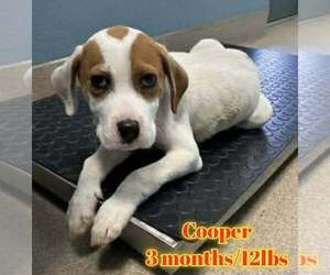 Mutt Dogs for adoption in Woodbury, NY, USA