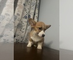 Small Photo #22 Pembroke Welsh Corgi Puppy For Sale in DURHAM, CT, USA