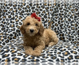 Goldendoodle (Miniature) Puppy for sale in LAKELAND, FL, USA