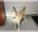 Small #1 Siberian Husky