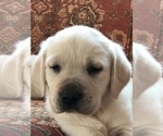 Puppy Crate trained Labrador Retriever