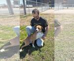 Small #4 Boxer Mix