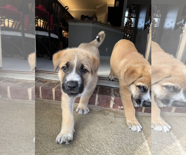 Medium Photo #2 German Shepherd Dog-Unknown Mix Puppy For Sale in The Woodlands, TX, USA