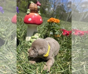 Labrador Retriever Puppy for Sale in NEOLA, West Virginia USA