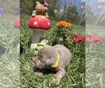 Image preview for Ad Listing. Nickname: AKC Silver Labs