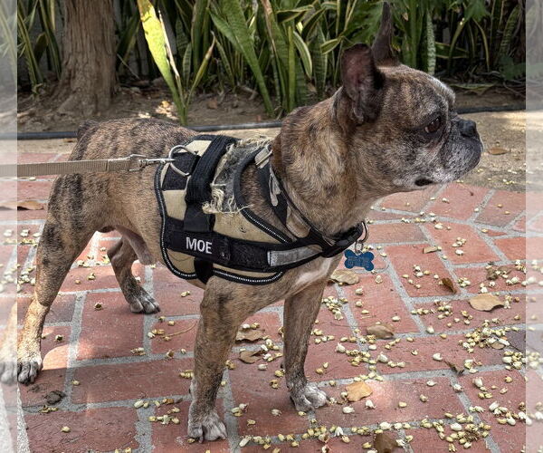 Medium Photo #6 Faux Frenchbo Bulldog Puppy For Sale in Huntington Beach, CA, USA