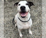 Small #2 Boxer Mix