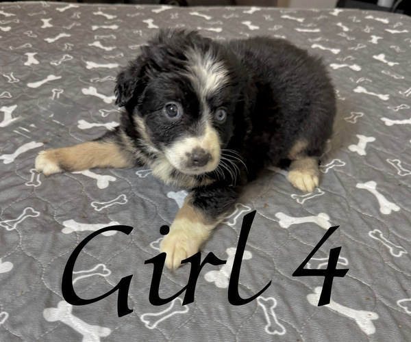 Medium Photo #119 Miniature Australian Shepherd Puppy For Sale in SALISBURY, NC, USA