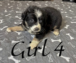 Small Photo #119 Miniature Australian Shepherd Puppy For Sale in SALISBURY, NC, USA
