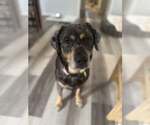 Small #1 Catahoula Leopard Dog Mix